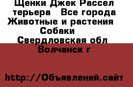 Щенки Джек Рассел терьера - Все города Животные и растения » Собаки   . Свердловская обл.,Волчанск г.